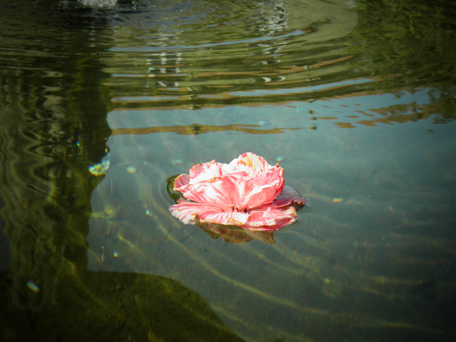 Nest El Camino photo 9