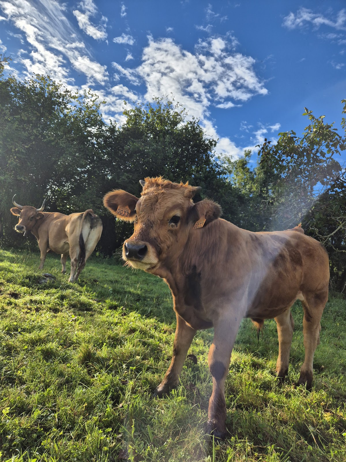 Hotel Rural Andrin photo 9