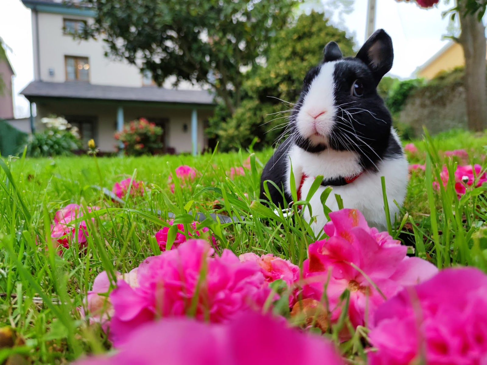 Las Casonas d'Avellaneda photo 10