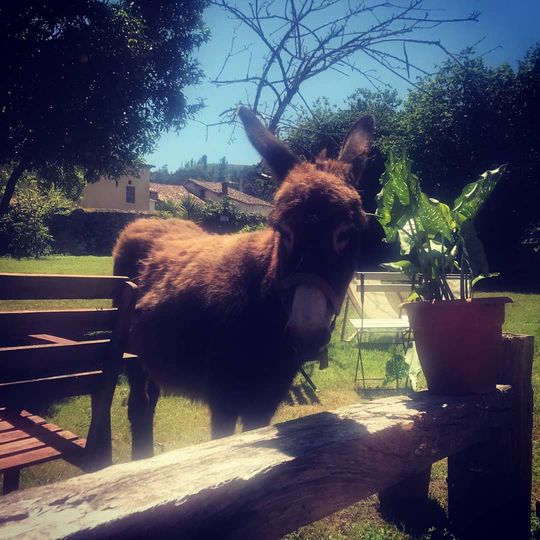 Hotel La Fonte photo 6