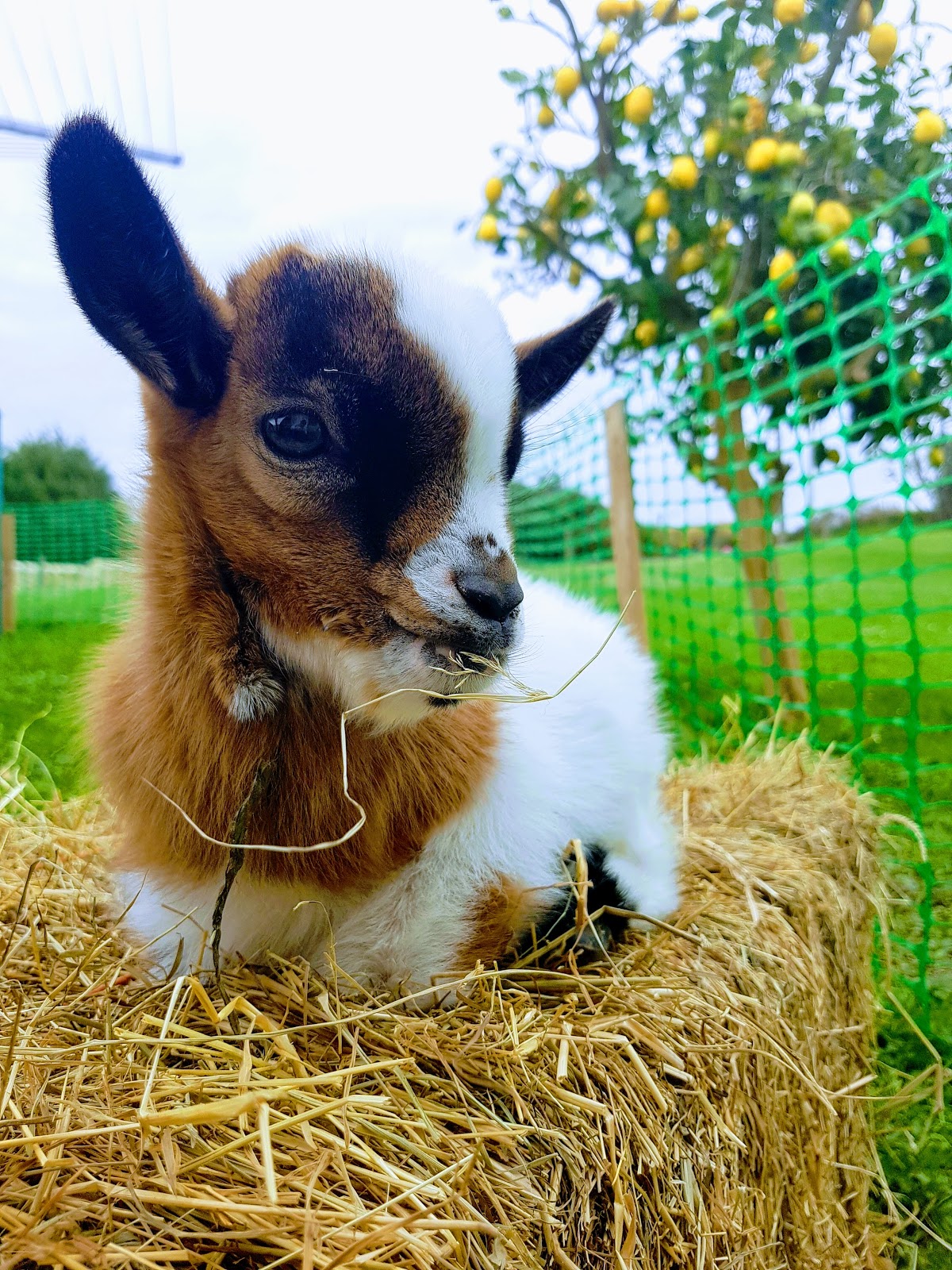Posada Condado de la Mota photo 5
