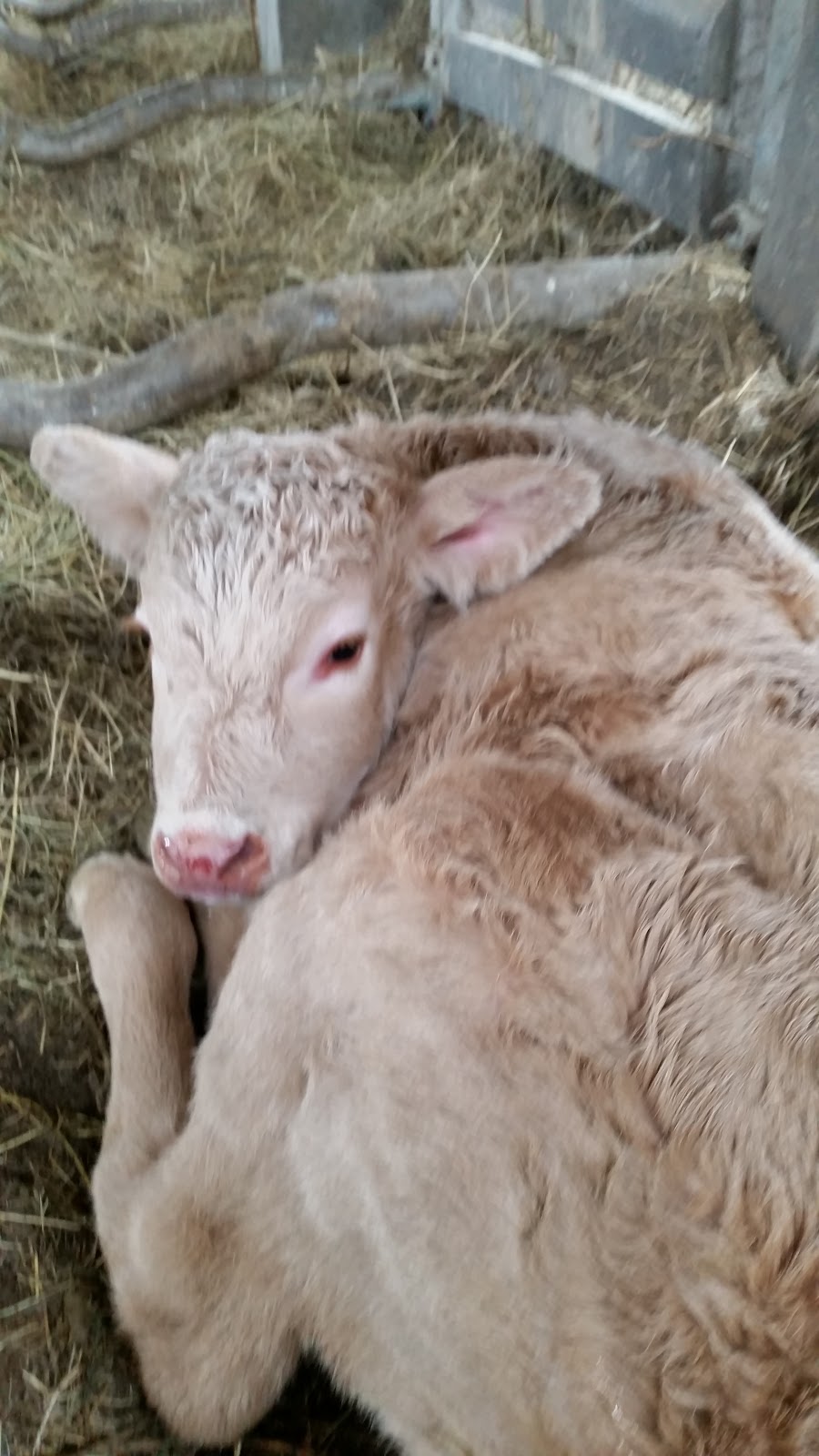 Casa Roxica Albergue y pensión photo 7