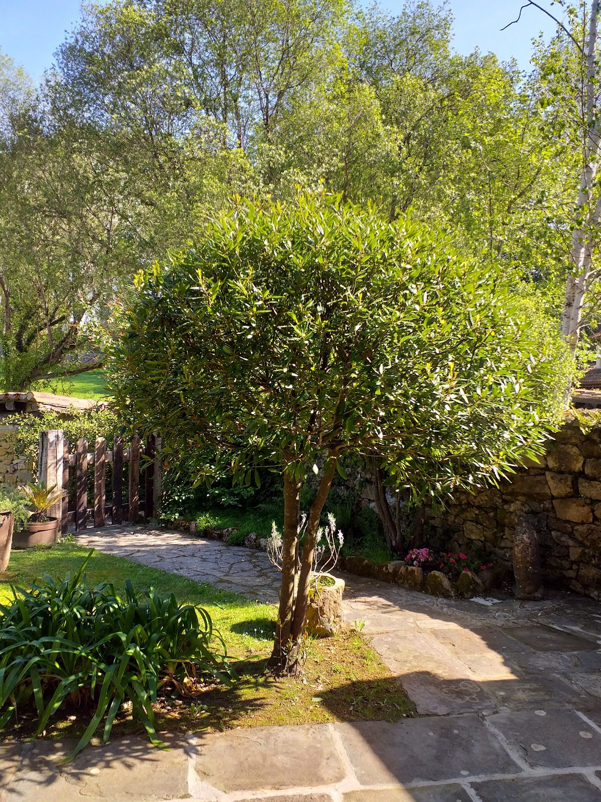 Apartamentos Tarrio photo 7