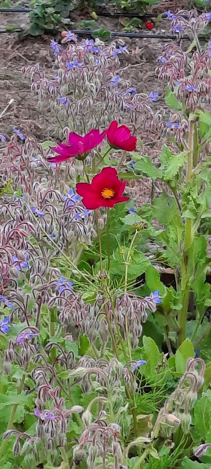 NorQuali - Consultoria e Segurança Alimentar, Lda. photo 3