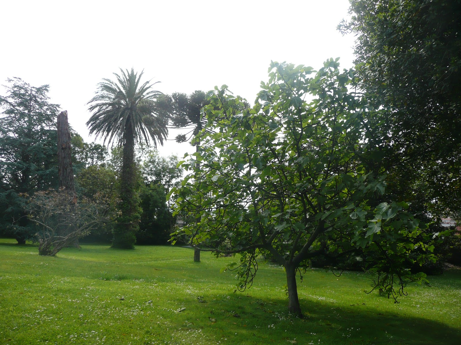 Las Carolinas Garden photo 5