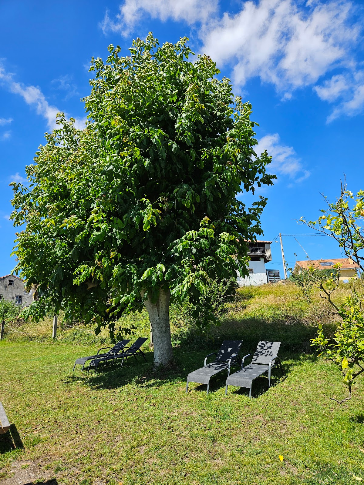 Lachapisteriade Somao photo 6