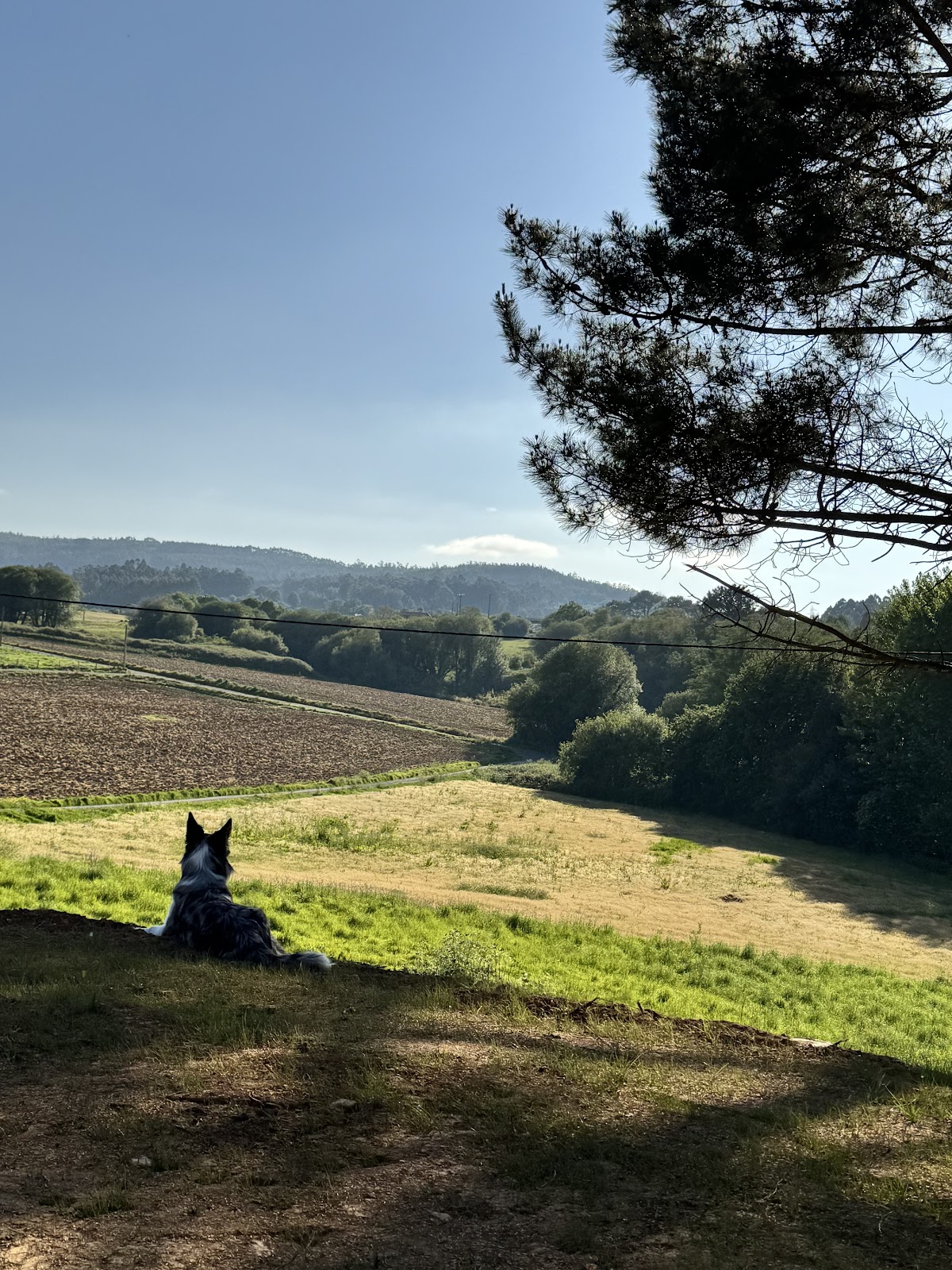 O Mestre do Can - Residencia Canina photo 2, accommodation listing in Presedo on the Camino Inglés