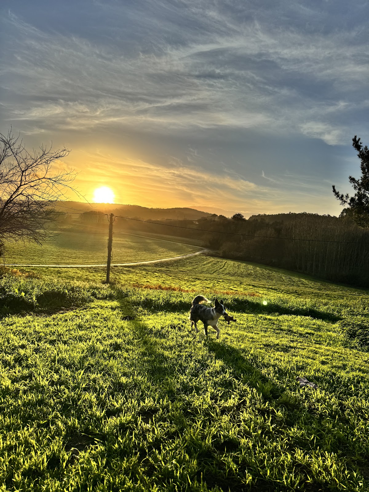 O Mestre do Can - Residencia Canina photo 3, accommodation listing in Presedo on the Camino Inglés